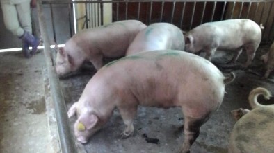 Hình 3 6 Lợn F1 LY ở lô TN2 Hình 3 7 Lợn F1 LY ở lô ĐC PHỤ LỤC 4 QUY TRÌNH 9