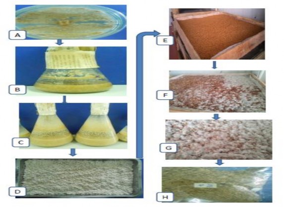 Hình 4 2 Một số hình ảnh của quá trình lên men qui mô pilot A Hoạt hóa giống 2