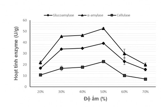 Hình 4 5 Ảnh hưởng của độ ẩm cơ chất đến sinh tổng hợp glucoamylase 2