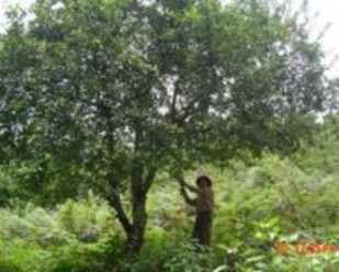 Cây Sơn tra 10 năm tuổi tại Co Mạ Thuận Châu năm 2015 Hoa Sơn tra 10 năm tuổi 2