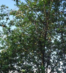 Cây Sơn tra 10 năm tuổi tại Co Mạ Thuận Châu năm 2015 Hoa Sơn tra 10 năm tuổi 3