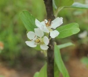 Hoa Sơn tra 10 năm tuổi tại Co Mạ Thuận Châu năm 2015 Quả Sơn tra tươi 4