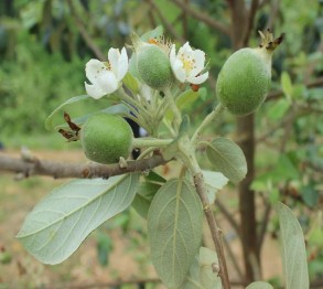 Hoa Sơn tra 10 năm tuổi tại Co Mạ Thuận Châu năm 2015 Quả Sơn tra tươi 5