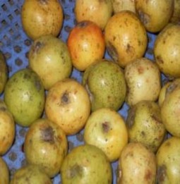 Quả Sơn tra tươi Quả Sơn tra ngâm đường làm ô mai Ảnh Bố trí thí 6