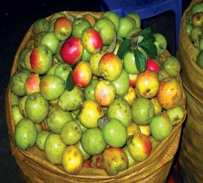 Quả Sơn tra tươi Quả Sơn tra ngâm đường làm ô mai Ảnh Bố trí thí 7