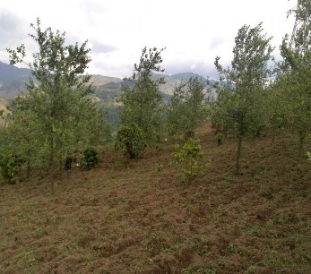 Ảnh Bố trí thí nghiệm trồng xen cây Ngô và đỗ đen với Sơn tra tại Phỏng 8