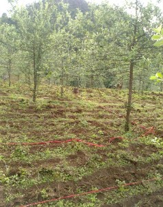 Ảnh Bố trí thí nghiệm trồng xen cây Ngô và đỗ đen với Sơn tra tại Phỏng 9