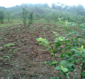 Ảnh Giai đoạn Ngô thí nghiệm được 3 lá Ảnh Giai đoạn Ngô thí nghiệm 5 1