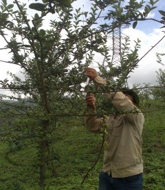 Ảnh Đo đếm chỉ tiêu sinh trưởng cây Sơn tra trồng xen với Ngô NK54 tại 10