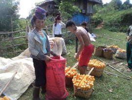 Ảnh Hộ gia đình thu hoạch Ngô sau vụ sản xuất trồng xen Sơn tra Ảnh Gieo 11