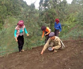 Ảnh Gieo trồng đỗ đen trồng xen Sơn tra tại Phỏng Lái Thuận Châu Ảnh 12