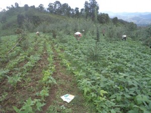 Ảnh Gieo trồng đỗ đen trồng xen Sơn tra tại Phỏng Lái Thuận Châu Ảnh 13