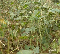 Ảnh Giai đoạn Đỗ đen thí nghiệm bắt đầu cho thu hoạch PHẦN PHỤ LỤC 14