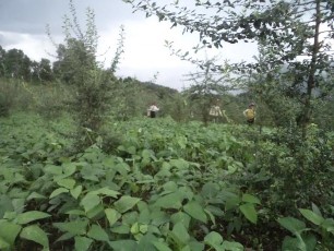 Ảnh Giai đoạn Đỗ đen thí nghiệm bắt đầu cho thu hoạch PHẦN PHỤ LỤC 15