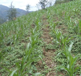 Ảnh Giai đoạn Ngô thí nghiệm được 3 lá Ảnh Giai đoạn Ngô thí nghiệm 5 2