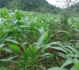 Ảnh Giai đoạn Ngô thí nghiệm 7 – 9 lá trồng xen với Sơn tra tại Phỏng Lái 3