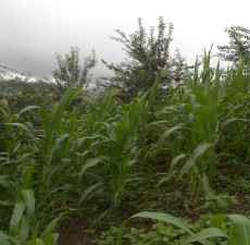 Ảnh Giai đoạn Ngô thí nghiệm 7 – 9 lá trồng xen với Sơn tra tại Phỏng Lái 4