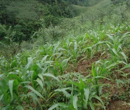 Ảnh Giai đoạn Ngô thí nghiệm 7 – 9 lá trồng xen với Sơn tra tại Phỏng Lái 5