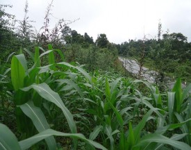 Ảnh Giai đoạn Ngô thí nghiệm 7 – 9 lá trồng xen với Sơn tra tại Phỏng Lái 6