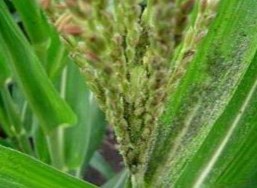 Ảnh Rệp hại bông cờ Ngô thí nghiệm Ảnh Ngô NK54 trồng xen khi thu họach 7