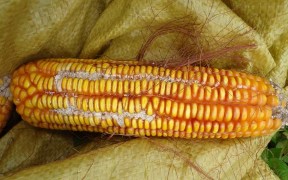 Ảnh Rệp hại bông cờ Ngô thí nghiệm Ảnh Ngô NK54 trồng xen khi thu họach 8