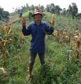 Ảnh Ngô NK54 trồng xen khi thu họach Ảnh Sâu đục bắp hại Ngô thí nghiệm 9