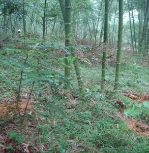 80 70 60 50 40 30 20 10 0 Luồng thuần loài Luồng hỗn loài với cây thân gỗ Luồng 1