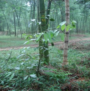 80 70 60 50 40 30 20 10 0 Luồng thuần loài Luồng hỗn loài với cây thân gỗ Luồng 2