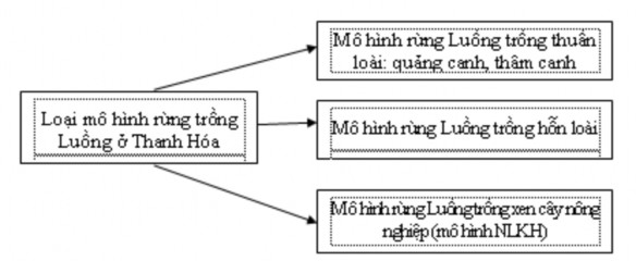 Hình 4 3 Phân loại các loại mô hình rừng Luồng trồng ở Thanh Hóa hiện nay 1