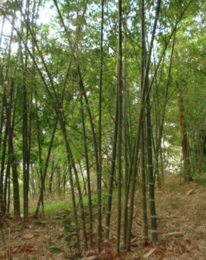 Hình 4 4 Mô hình rừng trồng Luồng thuần loài theo hướng thâm canh Hình 4 5 Mô 1