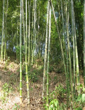 Hình 4 4 Mô hình rừng trồng Luồng thuần loài theo hướng thâm canh Hình 4 5 Mô 2