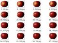 Ứng dụng học sâu trong phân loại trái cây - 7