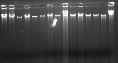 Hình 3 1A ADN gen tách chiết từ mẫu tai dê Định Hóa 1 15 là mẫu tai dê số 2 1