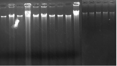 Hình 3 1B ADN gen tách chiết từ mẫu tai dê Định Hóa 16 30 là mẫu tai dê số 2