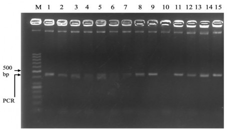Hình 3 2A Sản phẩm PCR khuếch đại từ đoạn gen POU1F1 của dê Định Hóa Giếng 3