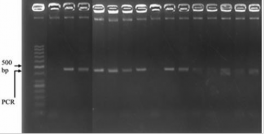 Hình 3 2B Sản phẩm PCR khuếch đại từ đoạn gen POU1F1 của Định Hóa Giếng M 4