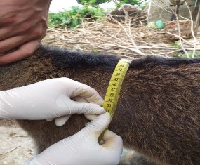 Ảnh 12 Đo vòng ngực Ảnh 13 Đo dài thân chéo Ảnh 14 Đo vòng ống Ảnh 15 10