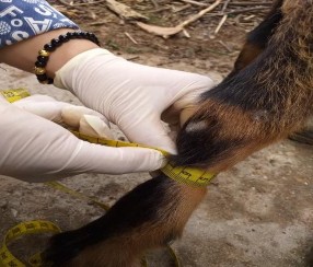 Ảnh 14 Đo vòng ống Ảnh 15 Thịt mông dê 9 TT Ảnh 16 Thịt vai dê 9 TT Ảnh 17 12