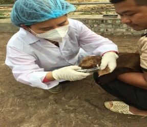 Ảnh 18 Thịt vai dê 12 TT Ảnh 19 Lấy mẫu tai dê Ảnh 21 Thu thập mẫu Ảnh 21 17