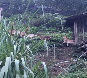 Ảnh 4 5 6 7 Dê được thả đi ăn Ẩnh 8 9 Các hình thức bổ sung muối cho dê 4