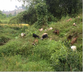 Ảnh 4 5 6 7 Dê được thả đi ăn Ẩnh 8 9 Các hình thức bổ sung muối cho dê 5