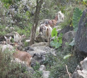 Ảnh 4 5 6 7 Dê được thả đi ăn Ẩnh 8 9 Các hình thức bổ sung muối cho dê 6