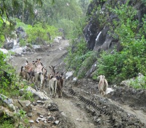 Ảnh 4 5 6 7 Dê được thả đi ăn Ẩnh 8 9 Các hình thức bổ sung muối cho dê 7