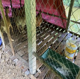 Ẩnh 8 9 Các hình thức bổ sung muối cho dê Ảnh 10 Cân dê thí nghiệm Ảnh 11 8