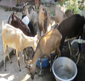 Ẩnh 8 9 Các hình thức bổ sung muối cho dê Ảnh 10 Cân dê thí nghiệm Ảnh 11 9