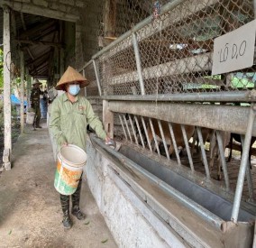 Ảnh 23 Bổ sung thức ăn tinh cho dê thí nghiệm Ảnh 24 Dê thí nghiệm Ảnh 25 1