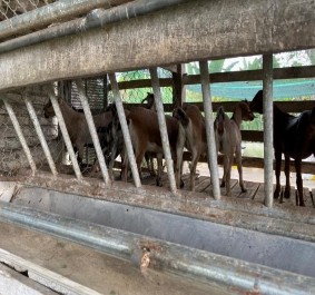 Ảnh 25 Dê thí nghiệm Ảnh 26 Dê thí nghiệm được tách riêng đực cái PHỤ 3