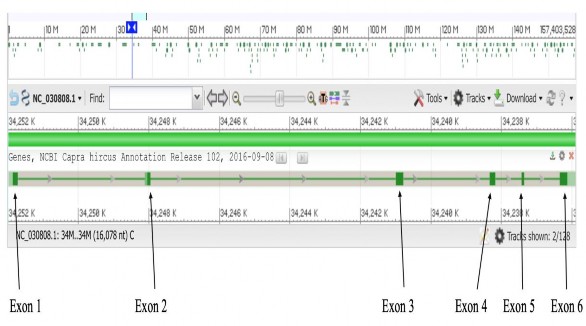Hình 1 1 Cấu trúc gen POU1F1 1 1 2 2 Đa hình gen và mối tương quan đa hình kiểu 1