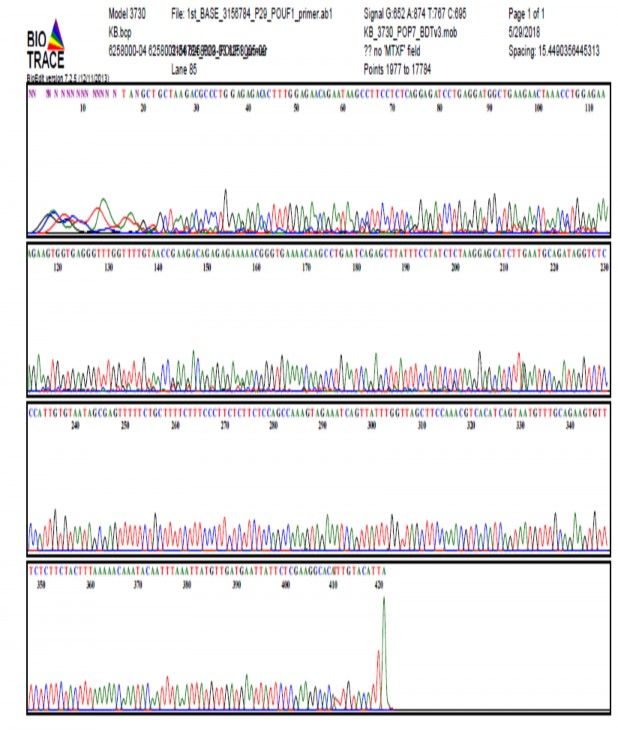 Hình 1 Trình tự gen POU1F1 mẫu 29 Hình 2 Trình tự gen POU1F1 mẫu 30 Hình 3 Kết 1