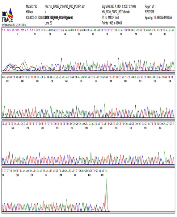 Hình 2 Trình tự gen POU1F1 mẫu 30 Hình 3 Kết quả đăng ký trình tự gen POU1F1 2